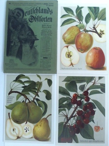 Deutschlands Obstsorten - 12te Lieferung - 3 Chromolithographien: Nathusius Tauben-Apfel / Colomas Herbst-Butter-Birne / Schneider's spte Knorpelkirsche