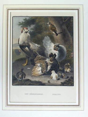 French, W. - Eine Hhnerfamilie. Poultry - Handcolorierter Stahlstich, nach M. Hondekoeter (1636 - 1695)