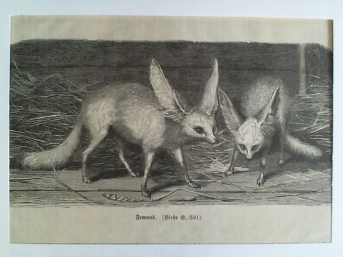 Fennek (Wstenfuchs) - Fennecs - Original-Holzstich