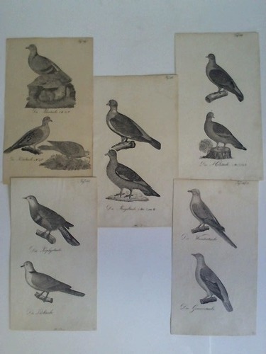 (Vogelkunde- Tauben) - 5 Holzstiche mit Darstellungen von verschiedenen Tauben