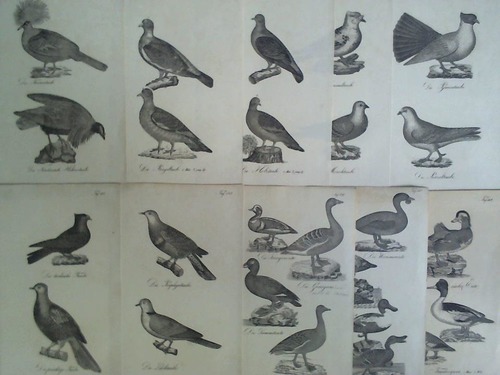 (Vogelkunde) - 10 Holzstiche mit Darstellungen von verschiedenen Tauben und einigen Gnsen