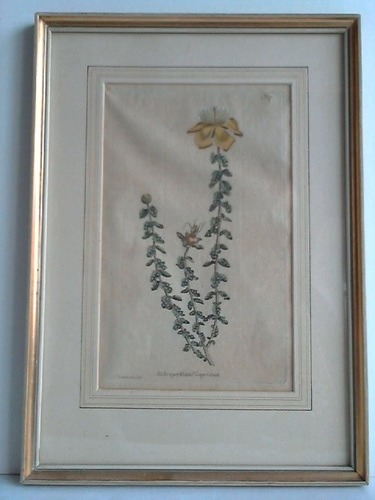 Edwards, Sydenham (1768 - 1819) - Blumenbild: No. 137 - Kolorierter Kupferstich