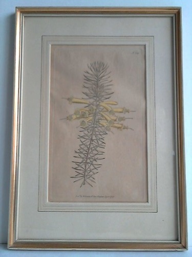 Edwards, Sydenham (1768 - 1819) - Blumenbild: No.189 - Kolorierter Kupferstich