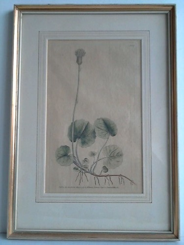 Edwards, Sydenham (1768 - 1819) - Blumenbild: No.84 - Kolorierter Kupferstich
