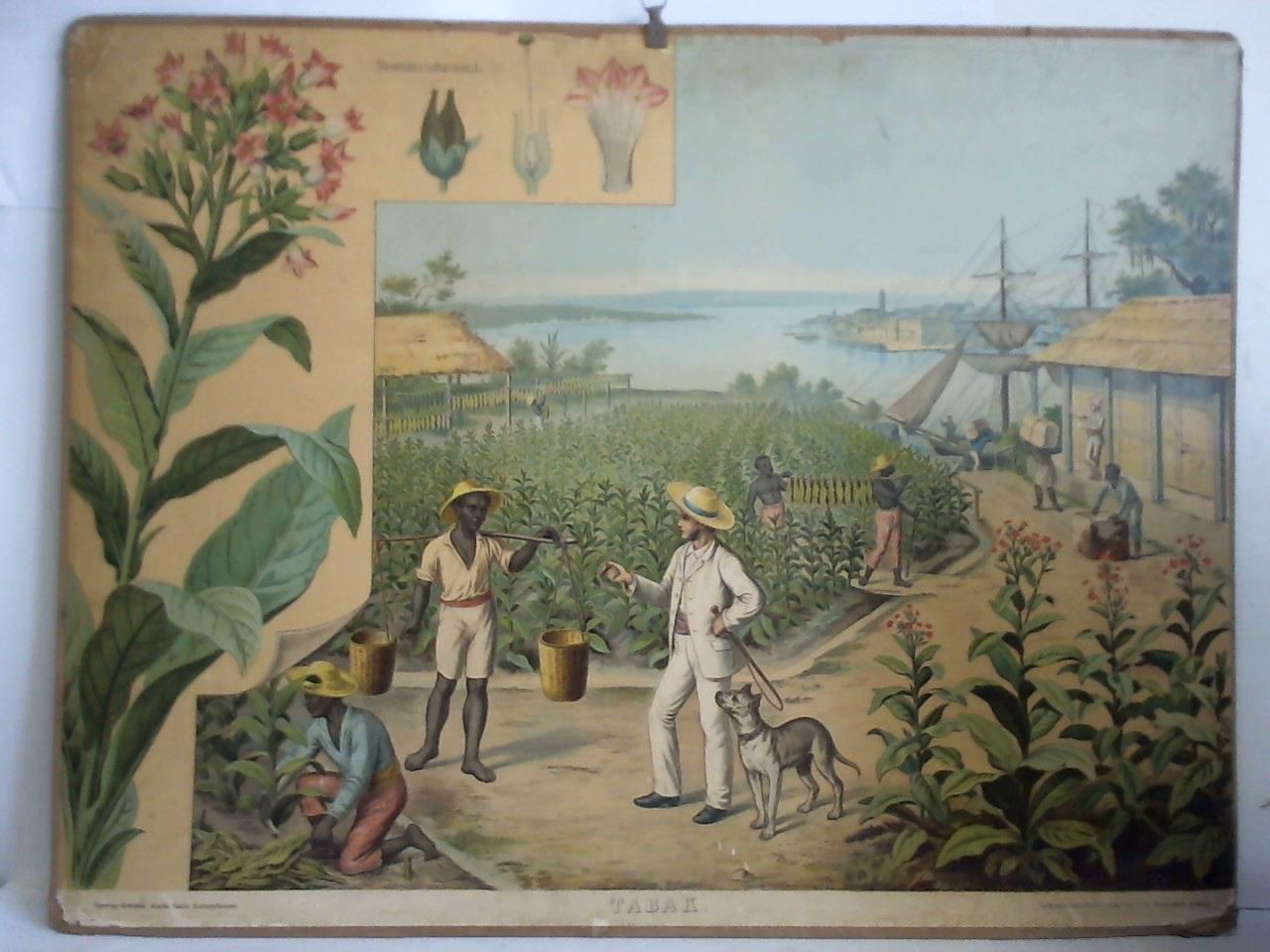 Ausländische Kulturpflanzen: Tabak. Nicotiana tabacum.L. - Farbenfroher Lithographie