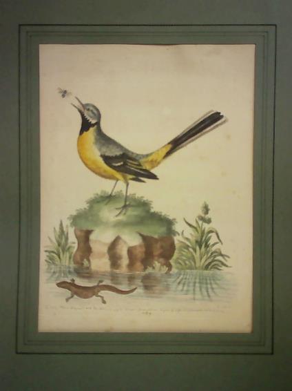 Edwards, George - The Grey Water-Wagtail and the Water Lizard. Kolorierte Kupfertafel, (No. 259)