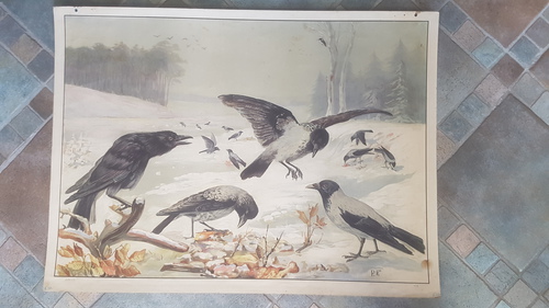 P. F. - Rabenvgel in Schneelandschaft. Schulwandbild