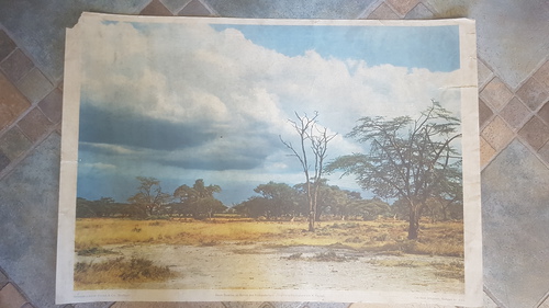 Offsetdruckerei Fricke & Co - Baum-Savannen im Gebiet des Kilimandscharo. Originalfarbaufnahme von K. Paysan. Schulwandbild