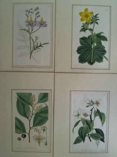 (Pflanzenkunde) - 4 kolorierte Stahlstiche von verschiedenen Pflanzen