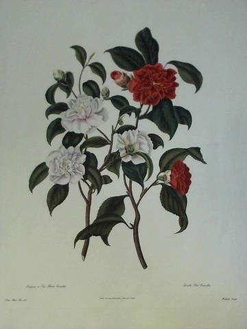 Pope, Clara Maria (1750 - 1838) - Pompone or Kew Blush Camellia. Double Red Camellia - Lithographie, gezeichnet von Clara Maria Pope, gestochen von Weddell