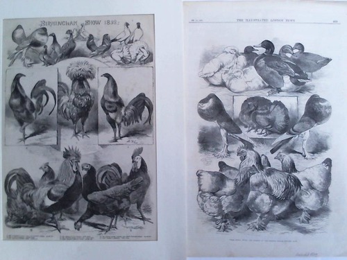 (Vogelkunde) - Birmingham Show 1858 / Prize fowls, ducks, and pigeons at the Crystal Palace Poultry Show. Zusammen 2 Original-Holzschnitte