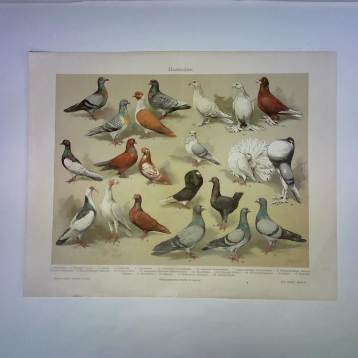 (Ornithologie / Vogelkunde) - Haustauben - Chromolithographische Tafel