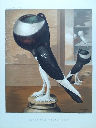 (Vogelkunde) - Black-Pied Pouter Cock - Chromolithographie, gezeichnet von Ludlow