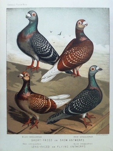 (Vogelkunde) - Short-Faced or Show Antwerps. Long-Faced or Flying Antwerps - Chromolithographie, gezeichnet von Ludlow