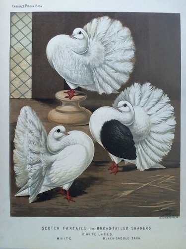 (Vogelkunde) - Scotch Fantails or Broad-Tailed Shakers. White Laced, white, black-saddle back - Chromolithographie, gezeichnet von Ludlow