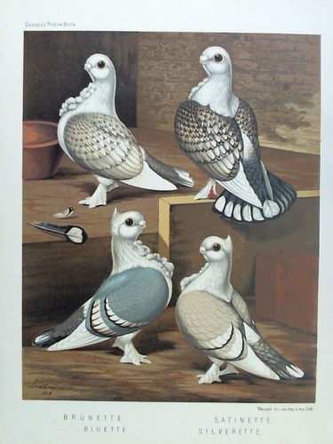 (Vogelkunde - Tauben) - Brunette, Satinette, Bluette, Silverette - Chromolithographie, gezeichnet von Ludlow