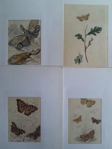 Schmetterlinge / Insekten - 4 altkolorierte Original-Kupferstiche