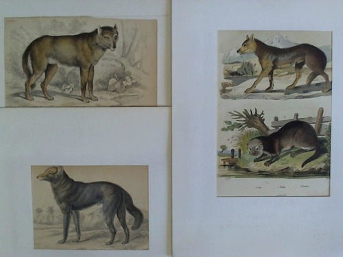 Wolf - Common Wolf / Dusky Wolf / Loris, Loup, Loutre (Wolf und Fischotter). Zusammen 3 hand-/altcolorierte Original-Kupferstiche