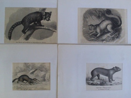 (Tierwelt) - Sammlung von 4 verschiedenen Bildern in unterschiedlichen Techniken