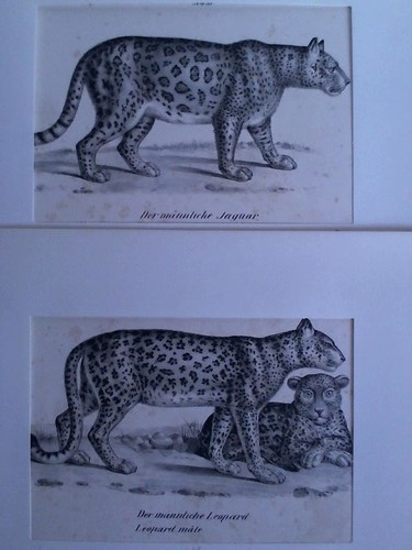 Raubtiere - Der mnnliche Jaguar. Jaguar male / Der mnnliche Leopard. Leopard male. Zusammen 2 Original-Lithographien, (von Honegger)