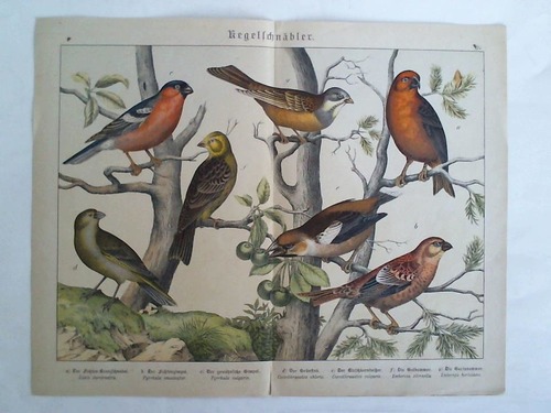 (Vogelkunde) - Kegelschnbler - Chromolithographie