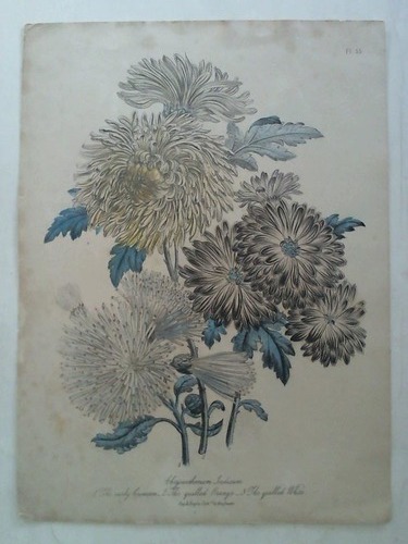 (Pflanzenkunde) - Chrysanthemum Indicum, 1. The early brimson, 2. The quilled Orange, 3. The quilled White - Teilcolorierte Lithographie