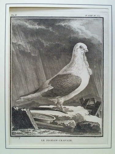 (Grandi, L. de) - Le Pigeon-Cravate - Kupferstich, gezeichnet von (Jacques) de Sve, gestochen von L. de Grandi