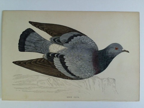 (Vogelkunde - Tauben) - Rock Dove - handkolorierter Holzstich