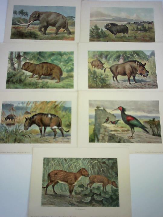 Blsche, Wilhelm - Tiere der Urwelt. 7 Tafeln der Reihe, Serie III