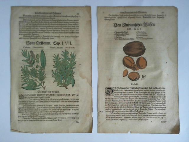 (Pflanzenkunde) - Vom Oelbaum / Von Indianischen Nuessen. 2 Bltter aus Von Kreutttern, und Baeumen mit kolorierten Holzschnitten
