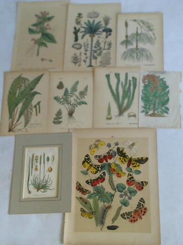 (Botanik - Ansichten) - 8 botanische Tafeln
