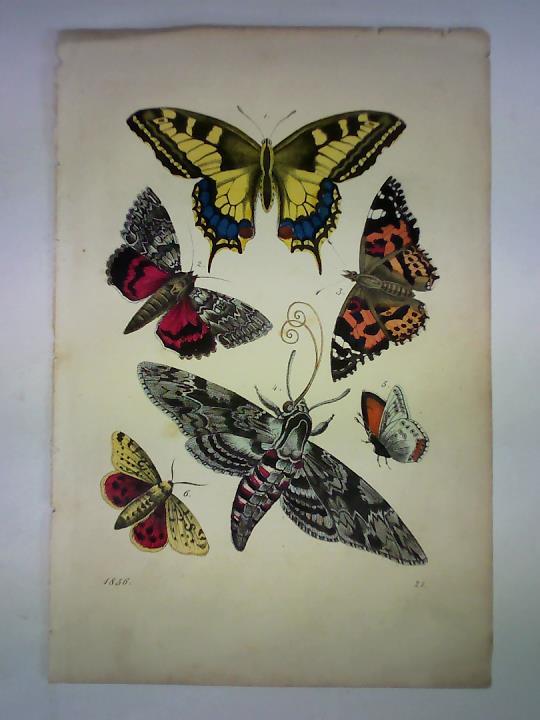 (Schmetterlinge) - Farbenfroh kolorierte Lithographie
