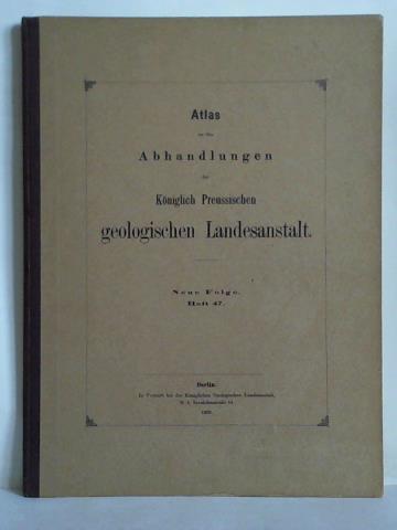 Mller, G. / Wollemann, A. - Atlas von elf Tafeln zu der Abhandlung: Die Molluskenfauna des Untersenon von Braunschweig und Ilsede, II. Die Cephalopoden