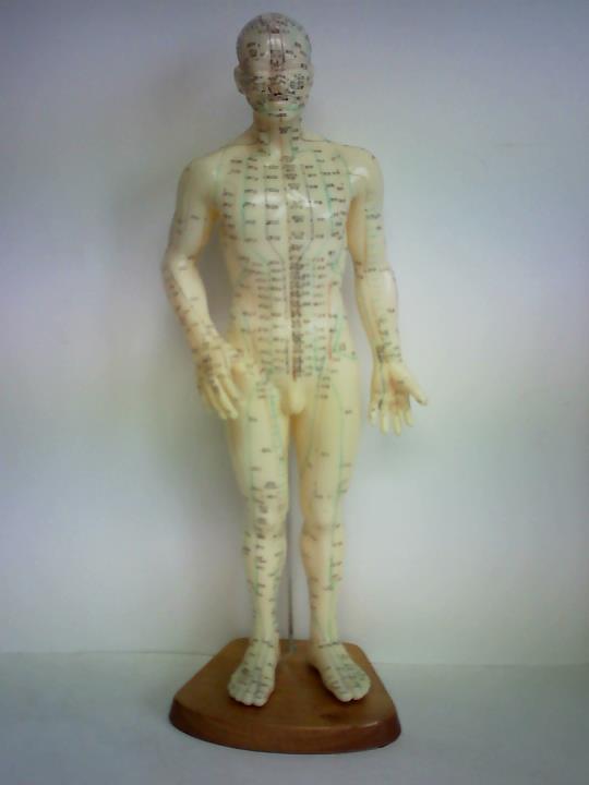 (Anatomiemodell) - Akupunkturmodell, mnnlich, aus Kunststoff auf Holzplatte mit fixierenden Metallstangen gesteckt