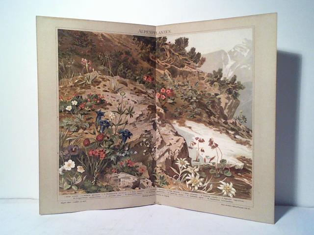 (Chromolithographie aus Meyers Konversationslexikon) - Alpenpflanzen