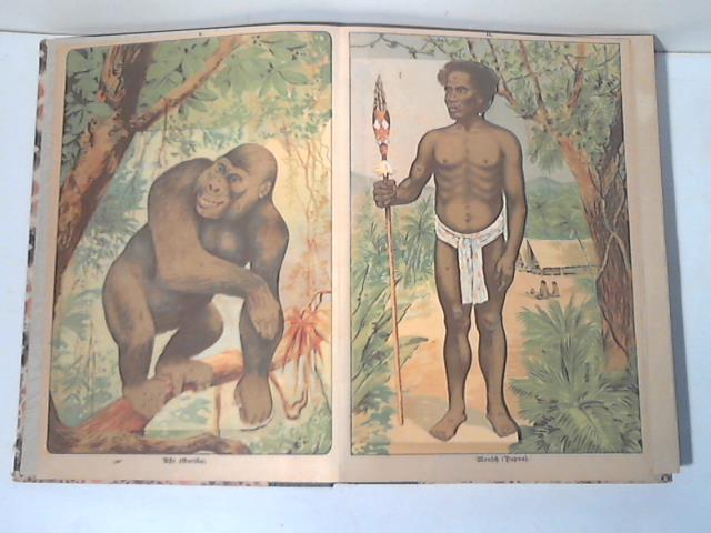 Bilz, F. E. (Hrsg.) - Eine vergleichende bersicht des inneren Krperbaues von Affe und Mensch,mit schematischer Darstellung des Stammbaumes aller Lebewesen vom Urtier bis zum Menschen