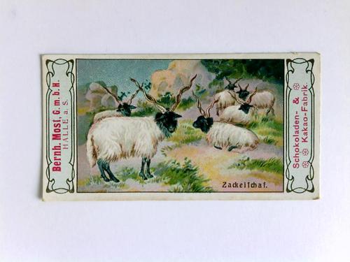 Most GmbH, Halle a. S. - Schokoladen- & Kakao-Fabrik (Hrsg.) - Hala Kakao / Hala Schokolade - 1 chromolithographisches Kaufmannsbild