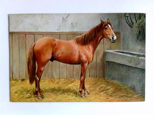 Postkarte - Pferd im Stall