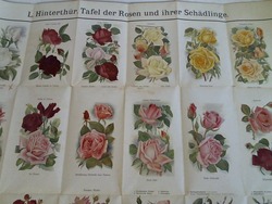 ohne Bild